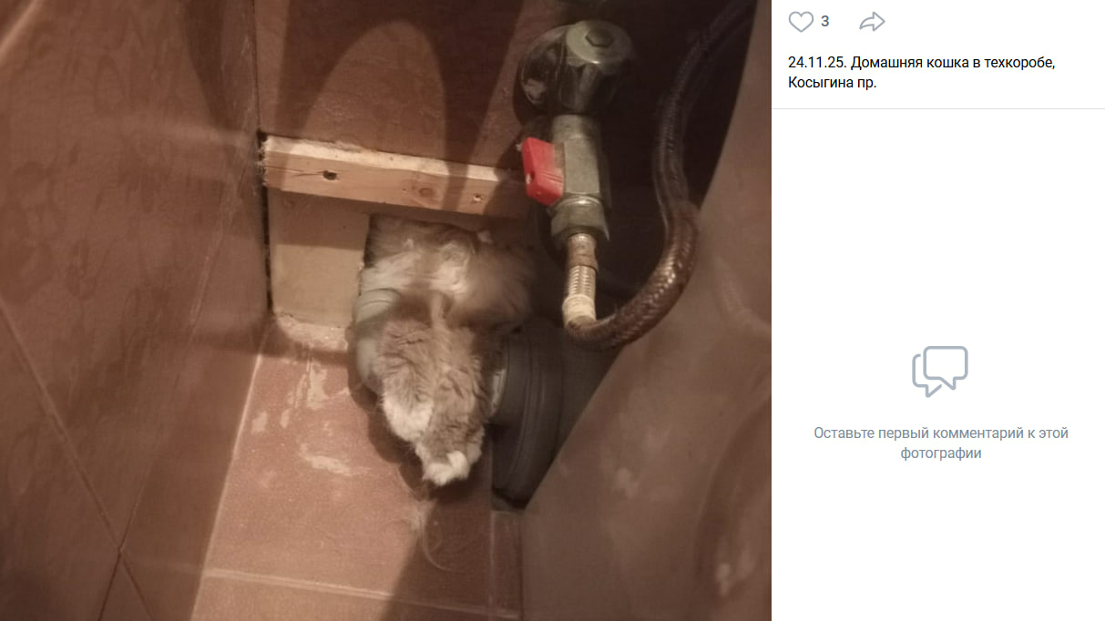 «Не одна в темноте»: петербургские спасатели помогли кошке уйти на радугу рядом с хозяйкой