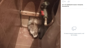 «Не одна в темноте»: петербургские спасатели помогли кошке уйти на радугу рядом с хозяйкой