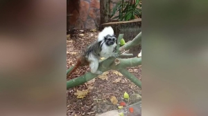 Экзотические растения из Ботанического сада порадовали приматов в Лензоо: часть пошла в закуску, часть – на декорации