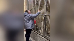 Белая медведица Хаарчаана из Лензоо блеснула навыками на медицинском тренинге в честь дня рождения