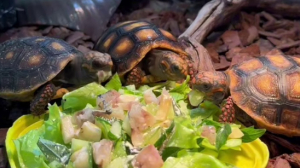 В Лензоо размножили редкий вид рептилий