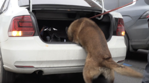 Полиция с собаками нашла нелегалов у миграционного центра на Красного Текстильщика