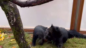 Как кошачьи медведи резвятся друг с другом  по утрам в Лензоо?