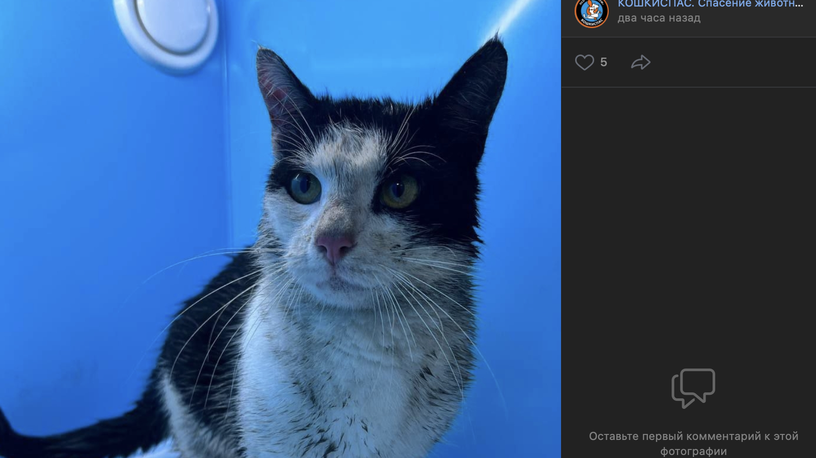 Застрявшего в набережной канала Грибоедова усатого спасли спустя неделю