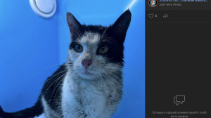 Застрявшего в набережной канала Грибоедова усатого спасли спустя неделю