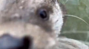 Мокрый носик выдры из Лензоо дотронулся до петербуржцев через камеру
