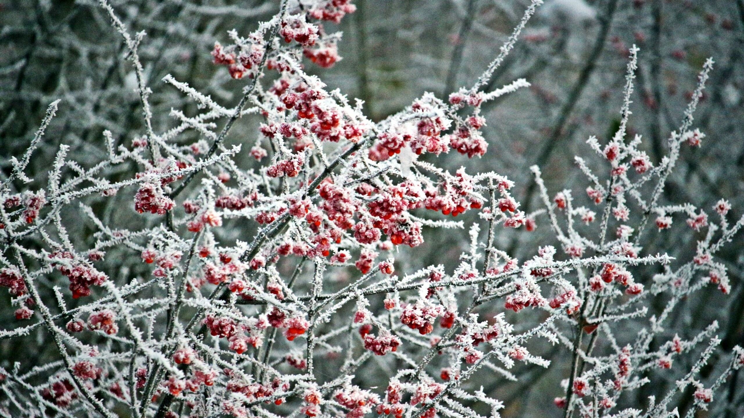 Редкие северные попугаи прилетели в Ленобласть за яркими угощениями 