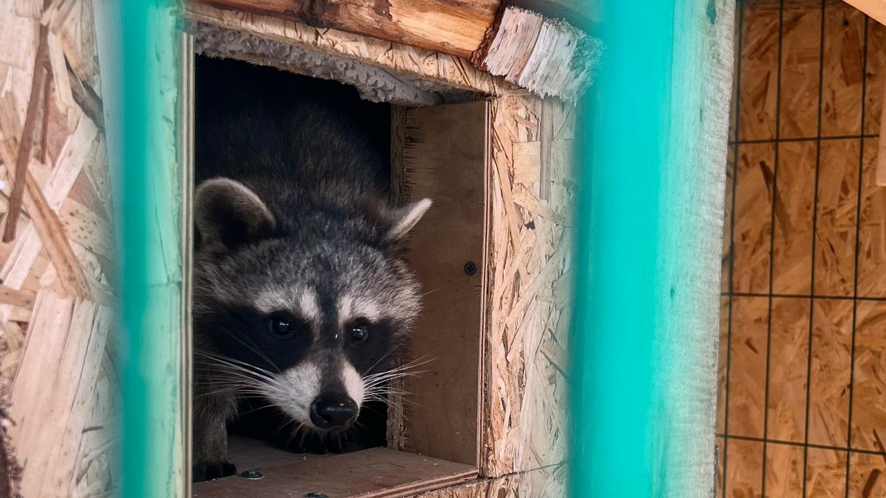 В США енот упал в алкомагазин и «нализался» до отключки в туалете