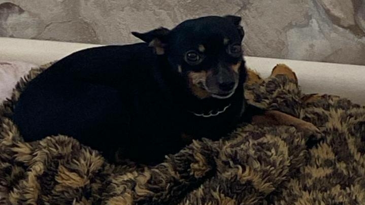 Жительница Луги пробила собачке Габби голову от асфальт за «плохое» поведение