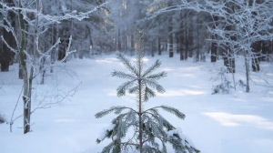 Казаки защитят хвойный молодняк в Петербурге после неприятного инцидента