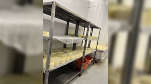 В Петербурге уничтожили 2 тонны сомнительного сыра после проверки прокуратуры