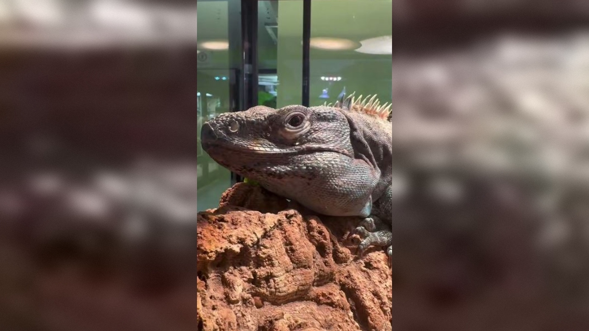 Лензоопарк продемонстрировал завораживающую рептилию