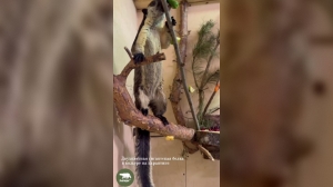 В Лензоопарке поселилась гигантская белка, прибывшая из Нижнего Новгорода