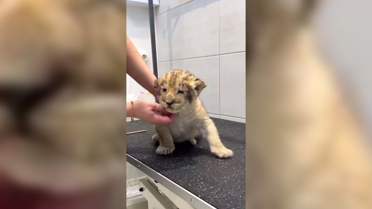 В Петербурге заинтересовались личностью человека, принесшего львенка в груминг на «маникюр»