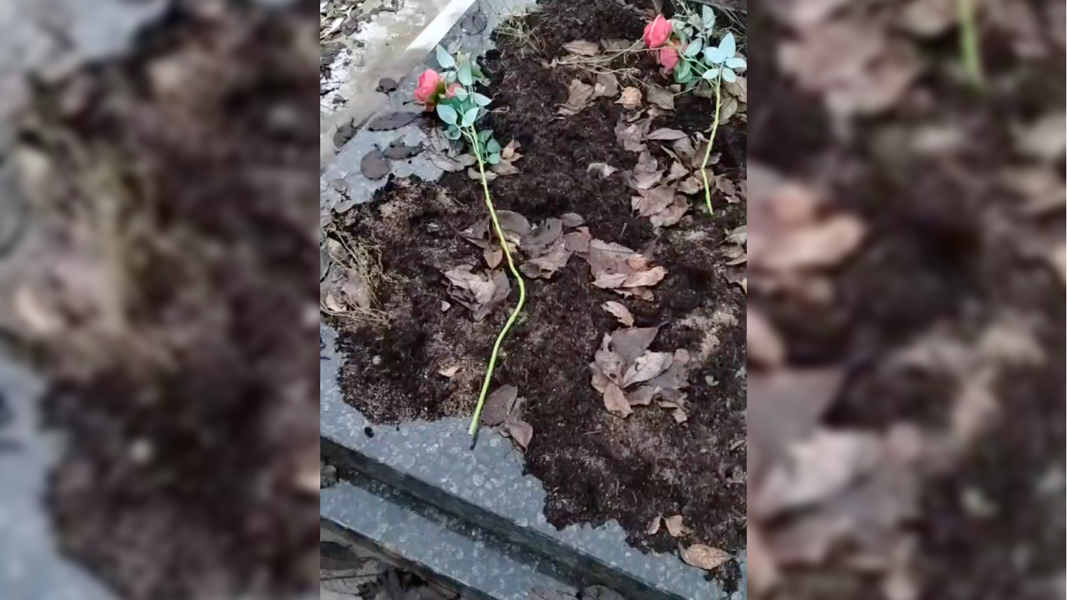 Четырехлапые «вандалы» разгромили могилу убитой подростками 13-летней Васеньки