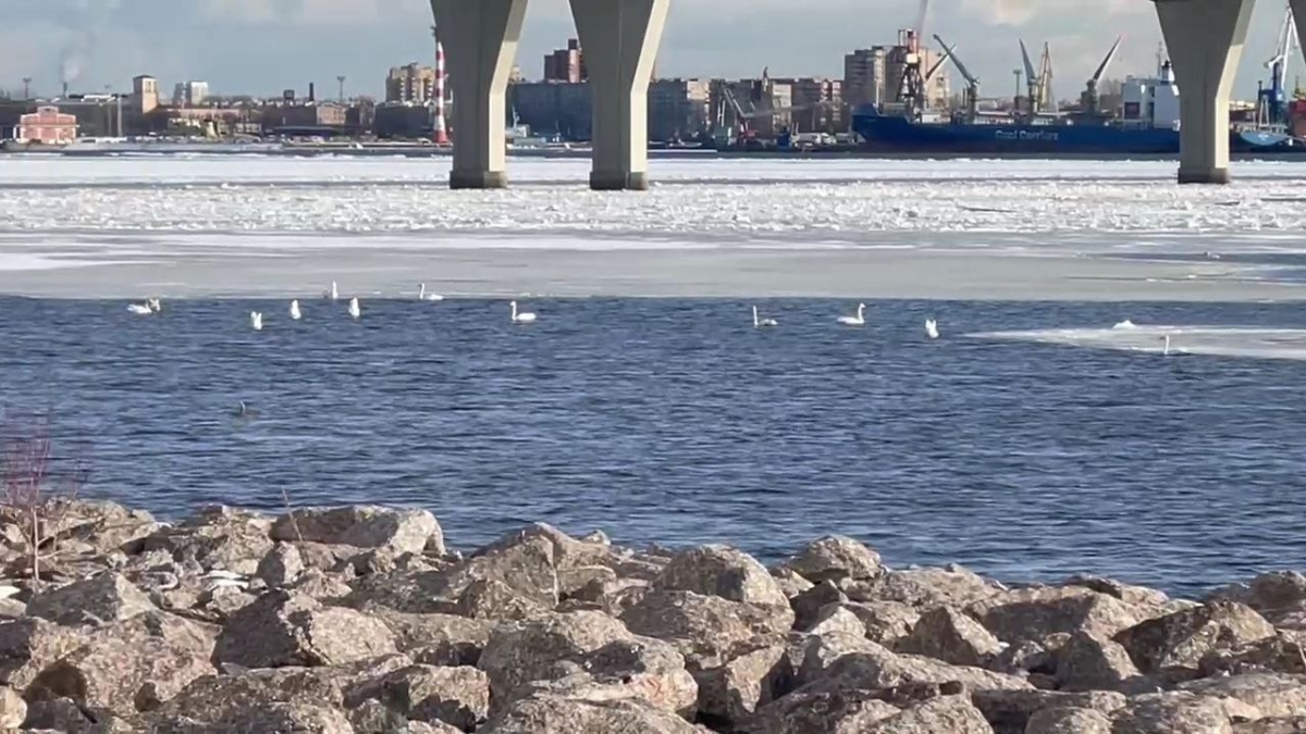 В Петербурге подвели итоги 2025 года по развитию намыва на Ваське