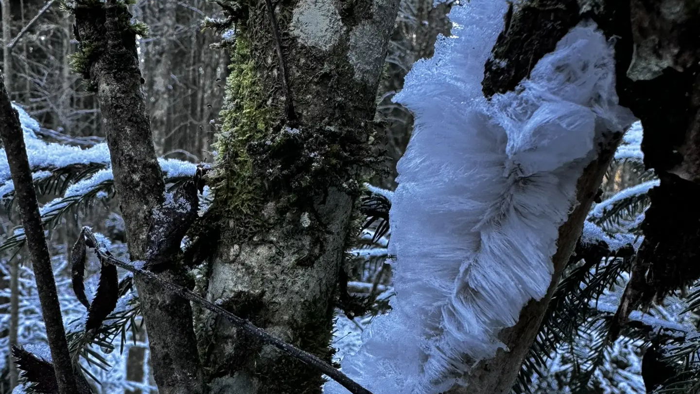 Гниющая древесина в Ленобласти отрастила ледяные волосы и бороды