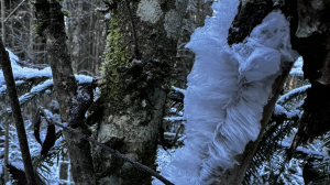 Гниющая древесина в Ленобласти отрастила ледяные волосы и бороды