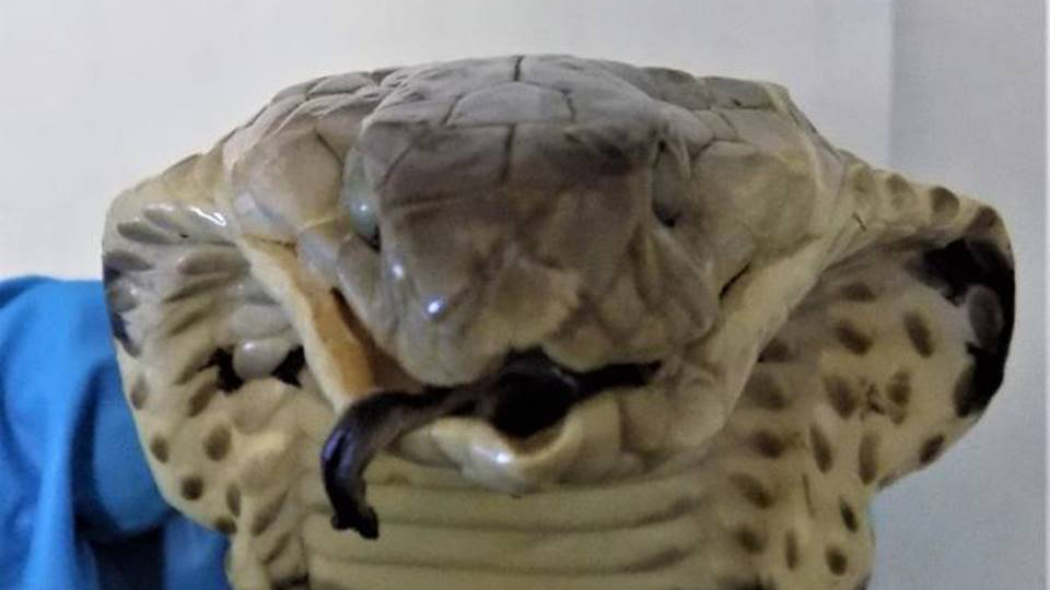 Таможенники нашли у россиянки вьетнамское «Змеиное вино»