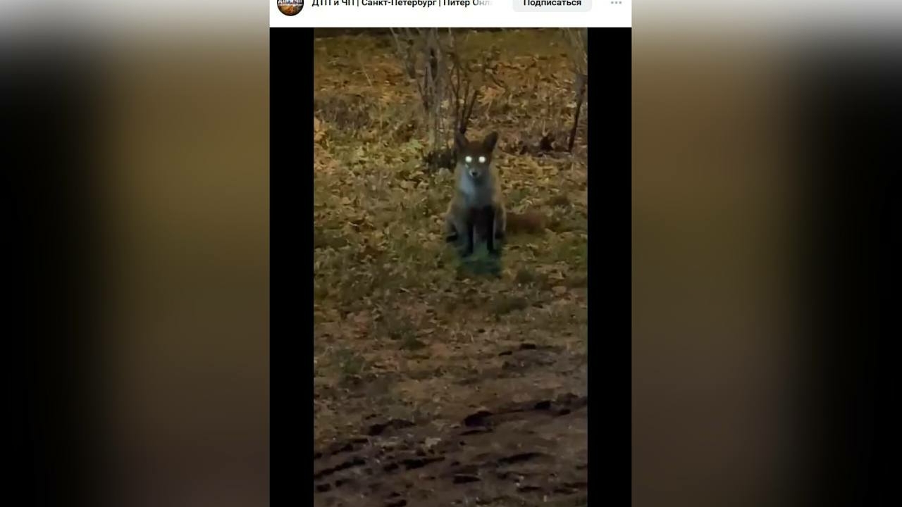 Сверкающая глазами лисица пробежалась по Туристской улице и попала на видео