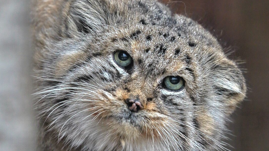 Словарь русского языка пополнил термин «зажировка»