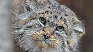 Словарь русского языка пополнил термин «зажировка»