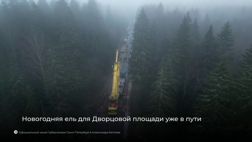 Новогоднюю ель для Дворцовой площади срубили в лесничестве Ленобласти 