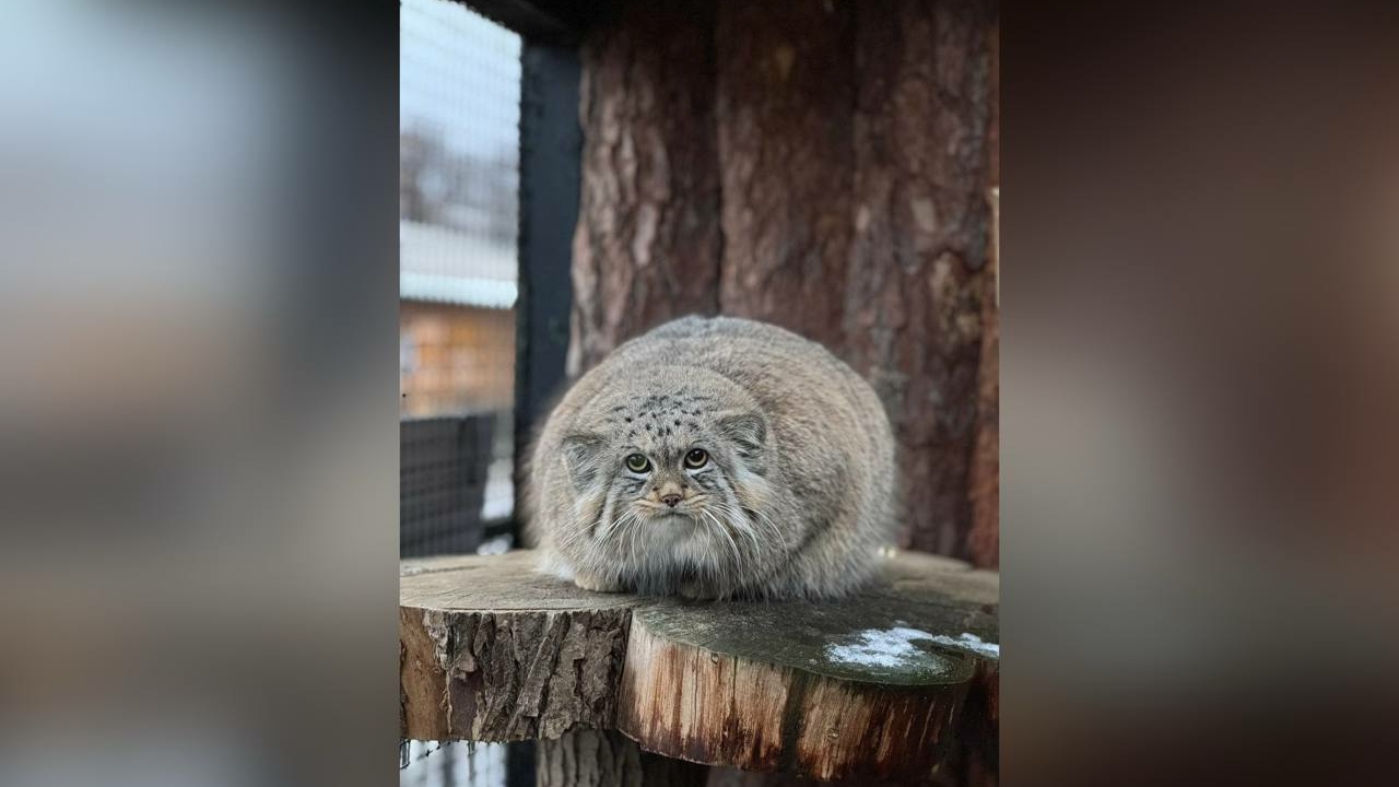 Манул Шу из Лензоо набрал максимальный вес и завершил зажировку к холодам