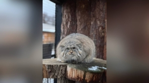 Манул Шу из Лензоо набрал максимальный вес и завершил зажировку к холодам