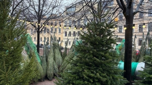 Петербуржцам рассказали, насколько подорожали елки перед Новым годом