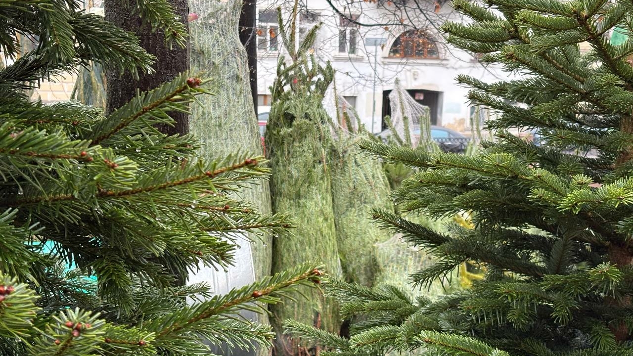 Штраф до 300 тысяч рублей: почему живая елка на Новый год опасна для кошелька?