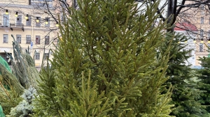 Петербуржцам рассказали, куда деть новогодние ели после праздников