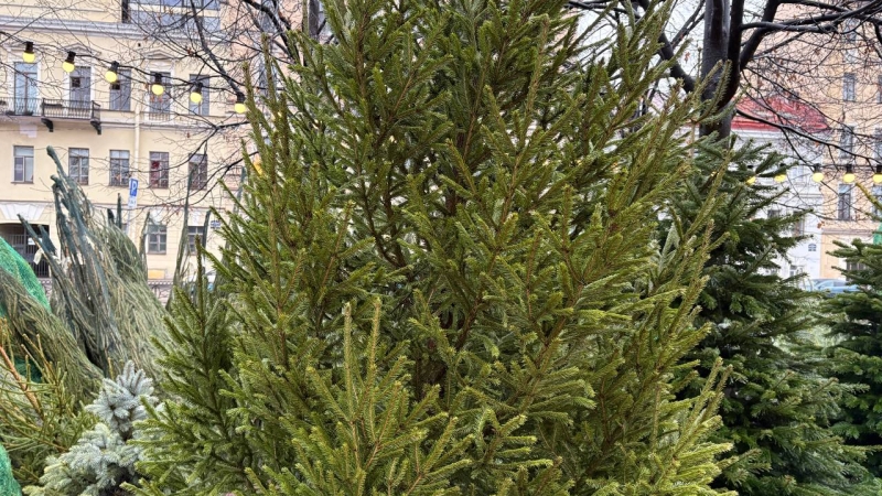 Пришло время прощаться. Петербуржцы начали сдавать елки на переработку