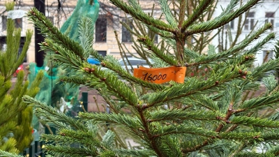 Пихта за 18 тысяч рублей: где в Петербурге найти елку мечты и не разориться