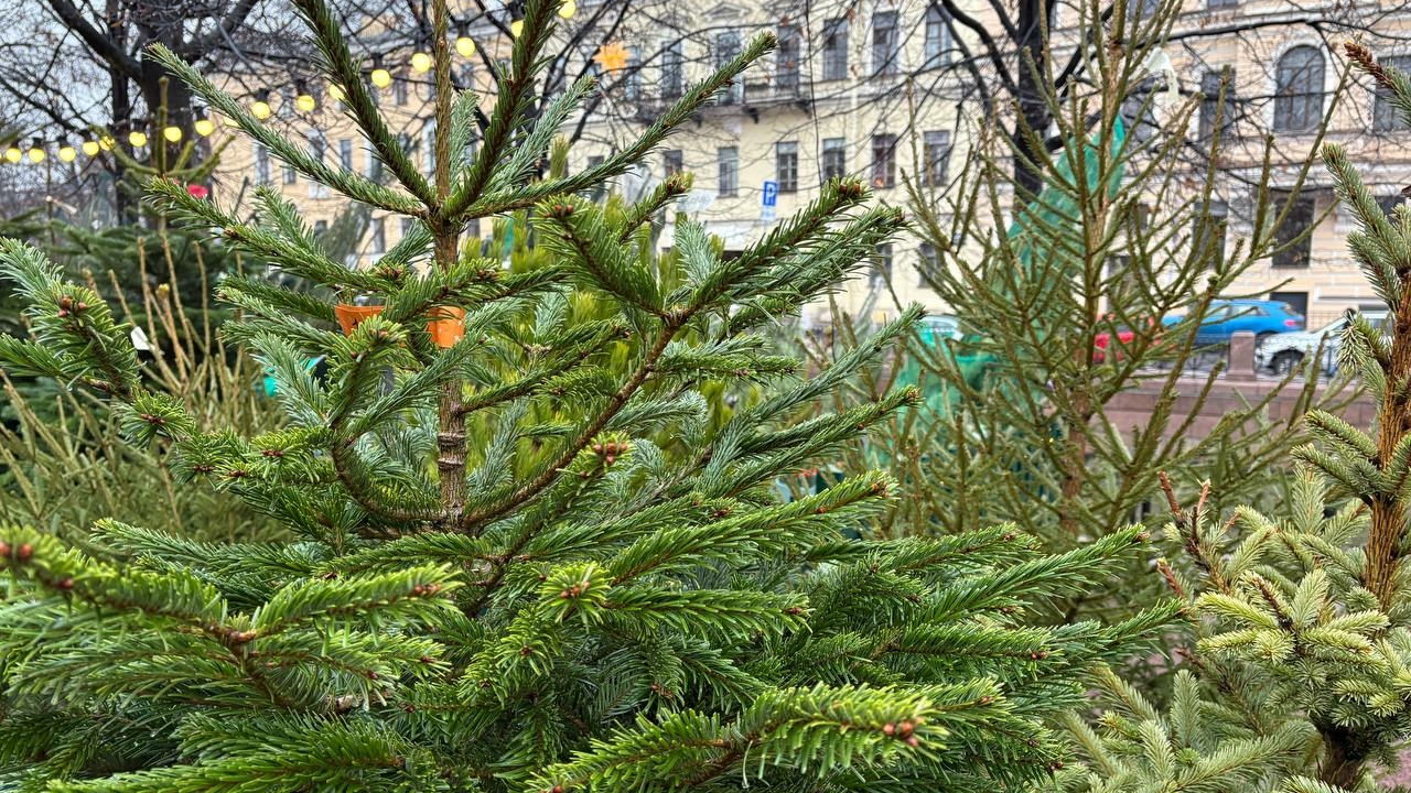 Купившие елки на базарах жители Петербурга проснулись с укусами клещей