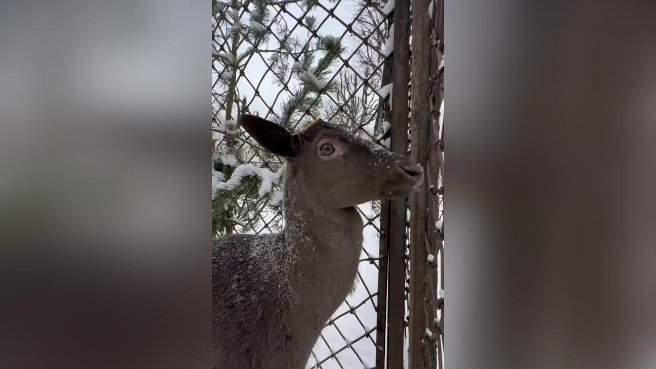 Новый питомец в Ленинградском зоопарке – Какао Боб. Только взгляните на этого черного симпатягу