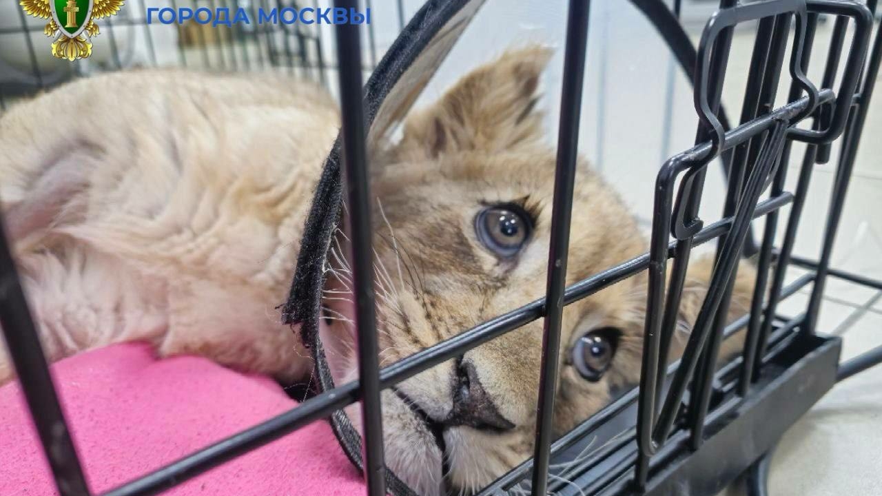 «Ей очень больно и плохо»: стало известно о состоянии маленькой львицы, изъятой у блогера в Москве 