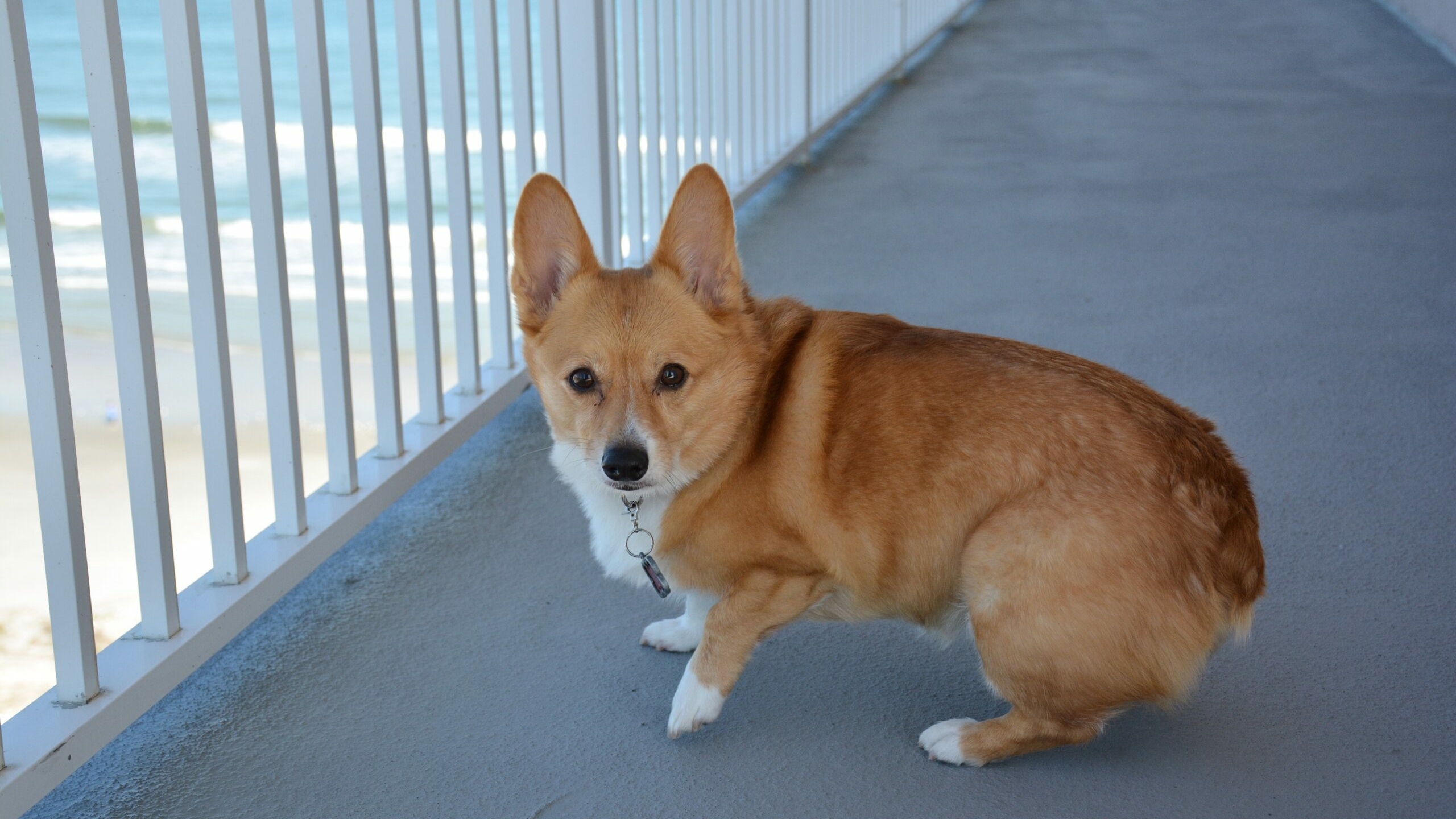 Больше не могла рожать: «черные заводчики» выбросили корги на мусорку в Подмосковье