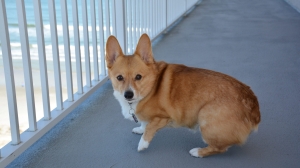 Больше не могла рожать: «черные заводчики» выбросили корги на мусорку в Подмосковье