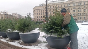 В Петербурге к Новому году появились хвойные украшения
