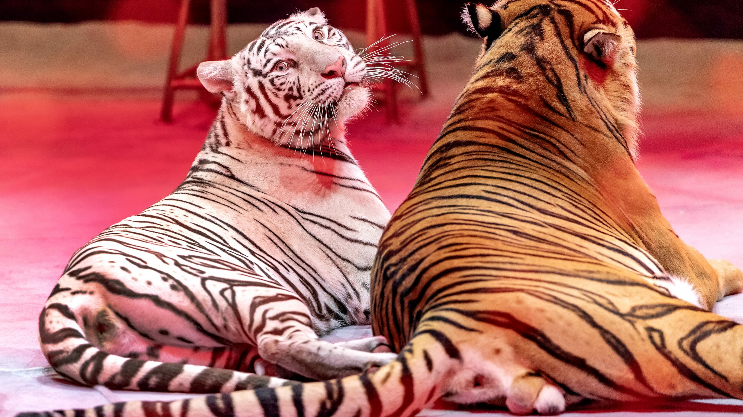 Петербуржцам покажут «Сказку о Золотой рыбке» от Большого Московского цирка