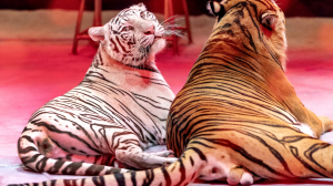 Петербуржцам покажут «Сказку о Золотой рыбке» от Большого Московского цирка