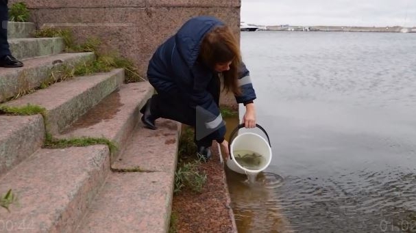 Реки и каналы Петербурга за 9 лет пополнили популяцию рыб на 50 тысяч экземпляров