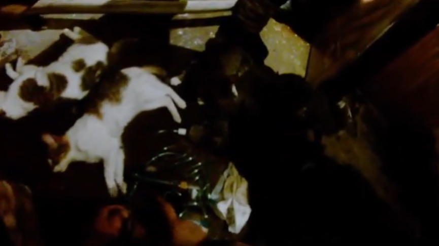 Пожарники вытащили из горящей квартиры на Витебском хвостатых: как это было