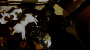 Пожарные вытащили из горящей квартиры на Витебском хвостатых: как это было