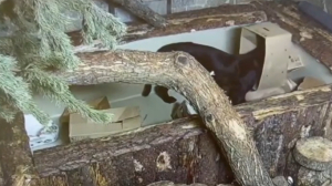 Много ли нужно большим котикам? Лензоо подарил Ричарду бассейн с картонками