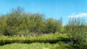 Новогодняя распродажа: под Петербургом продают «сотки» под дачи