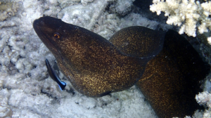 Российского туриста спасают после встречи с жирной муреной в Хургаде