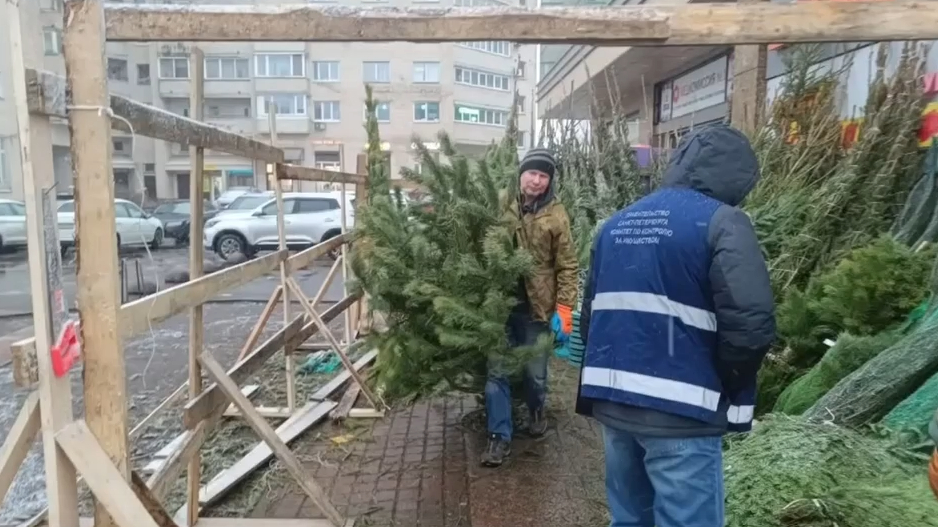 Петербург лишили больше 300 елей: новогоднее видео от ККИ