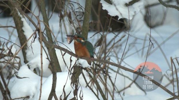 В Петербурге заметили тропического пернатого, не улетевшего зимовать в Африку